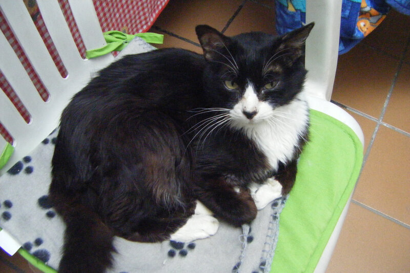 black and white cat on chair
