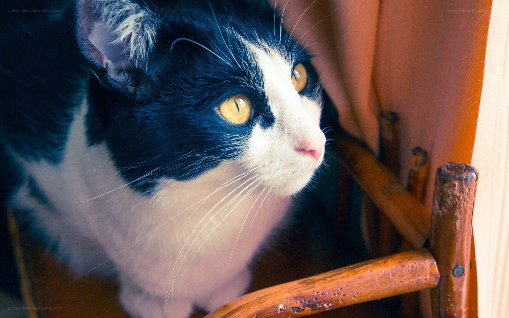 black and white cat on chair