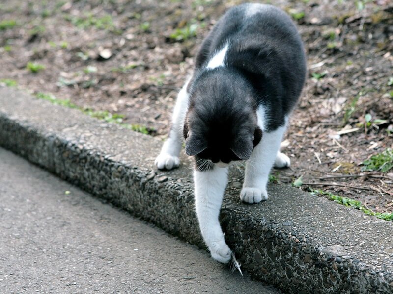 black and white cat on curb