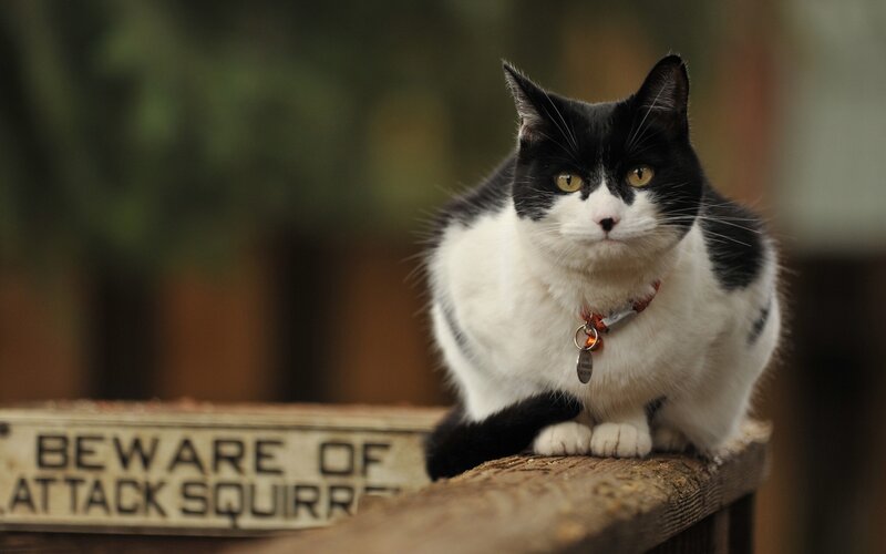 black and white cat on fence