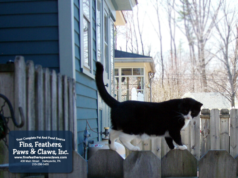 black and white cat on fence
