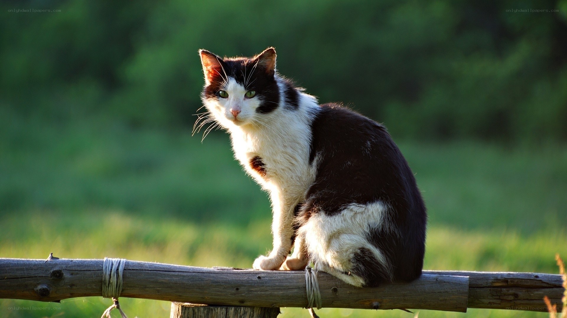 black and white cat on fence