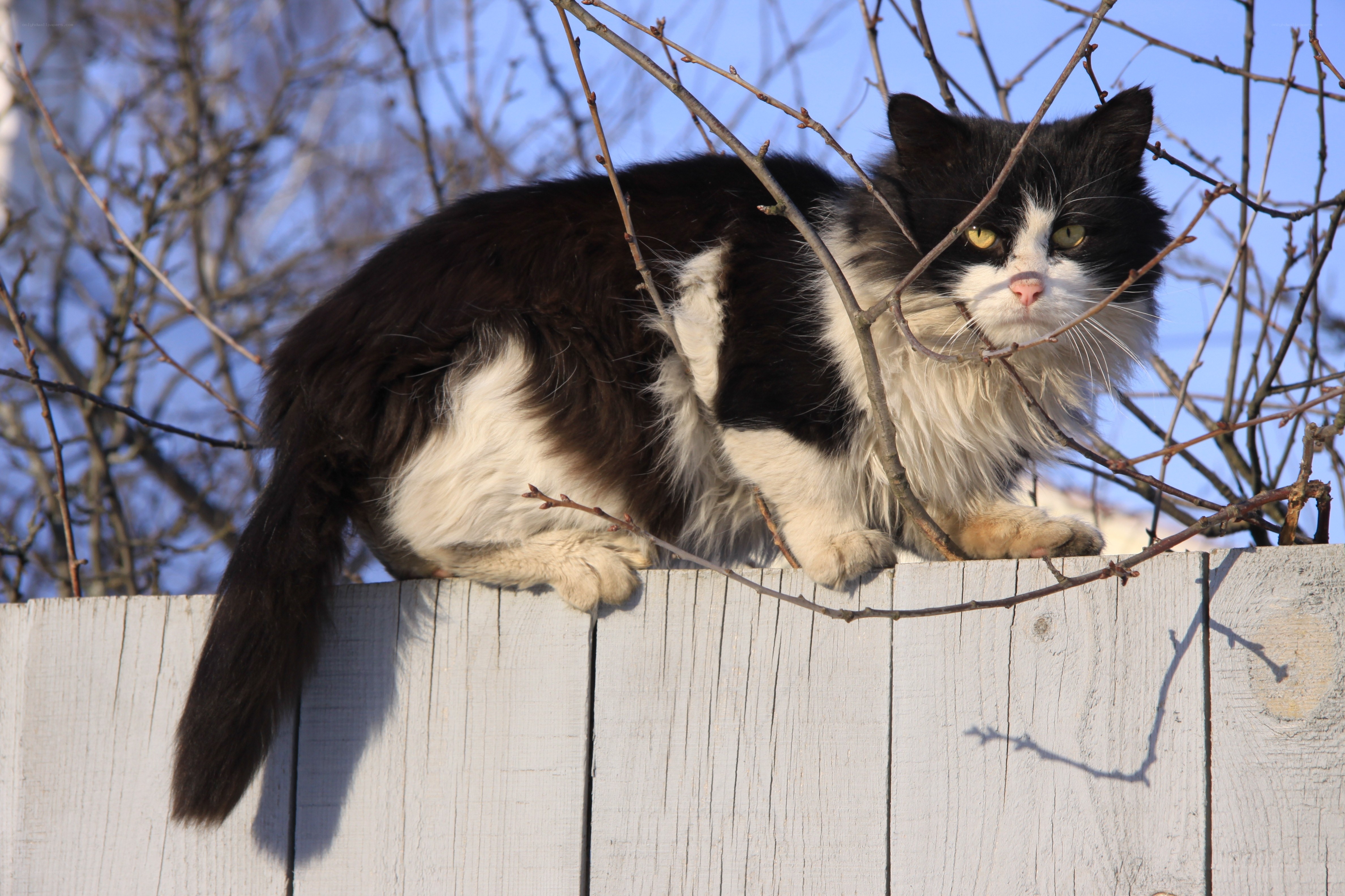 black and white cat on fence