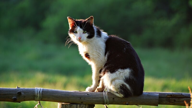 Black and white cat on fence