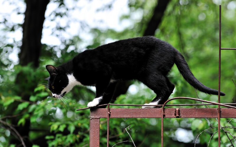 black and white cat on fence