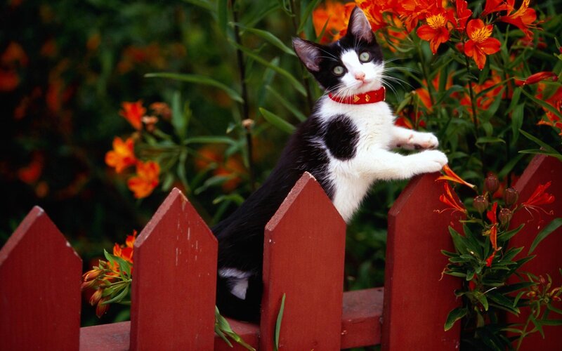 Black and white cat on fence