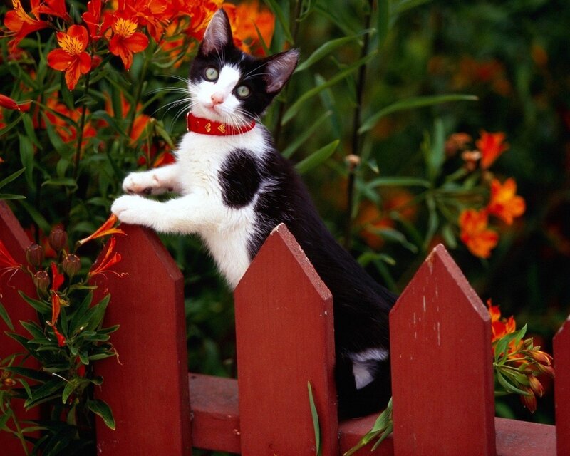 Black and white cat on fence