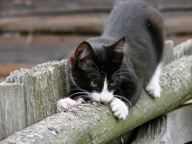 black and white cat on fence