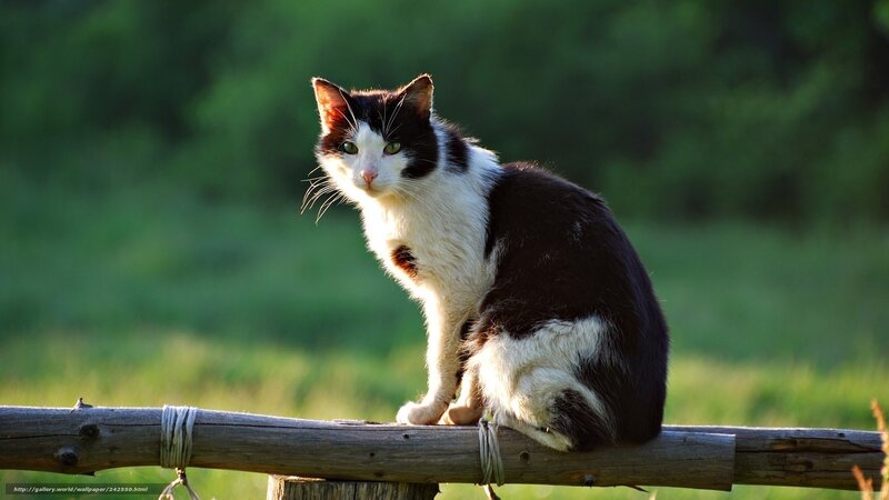 black and white cat on fence