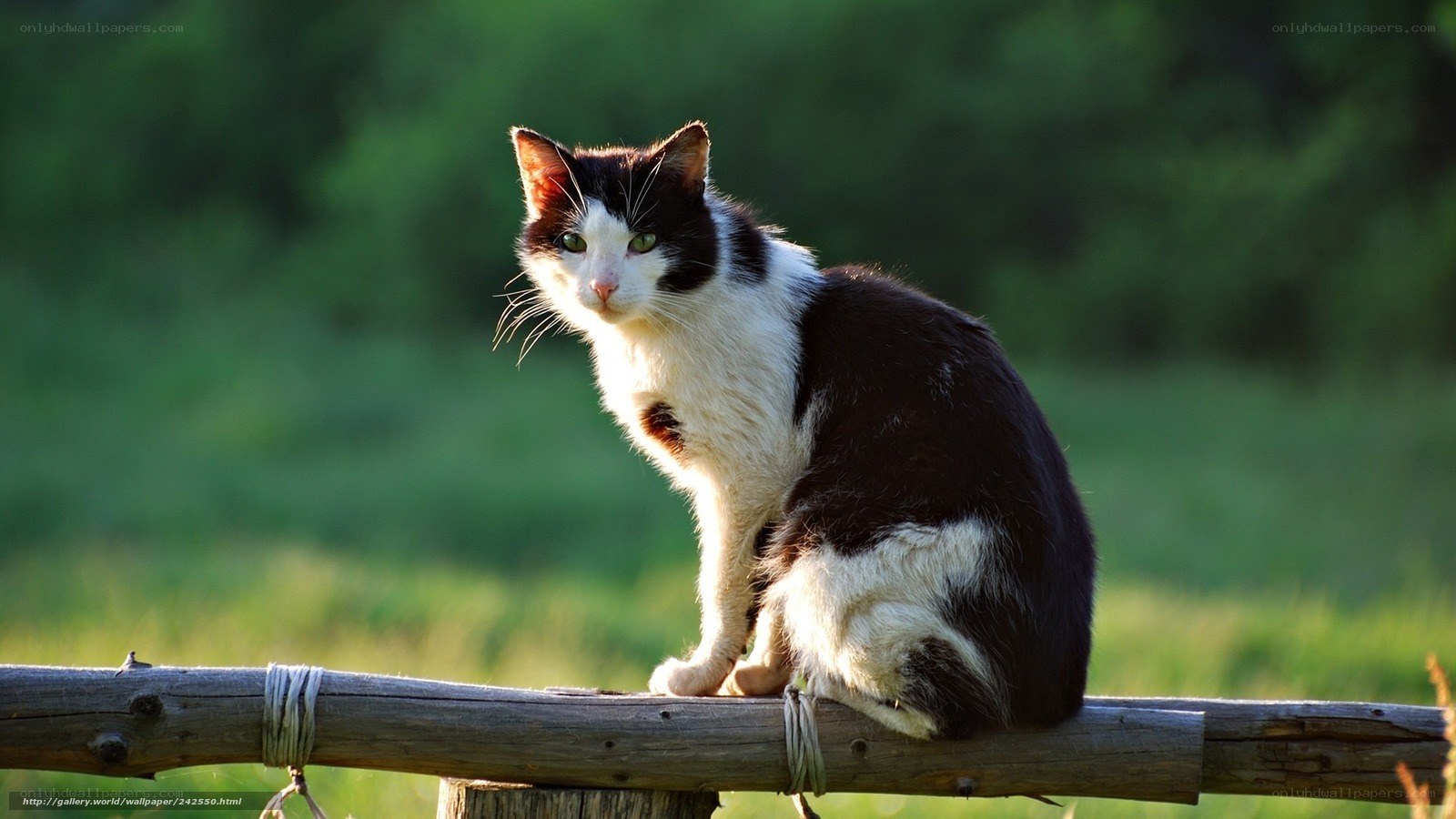 black and white cat on fence