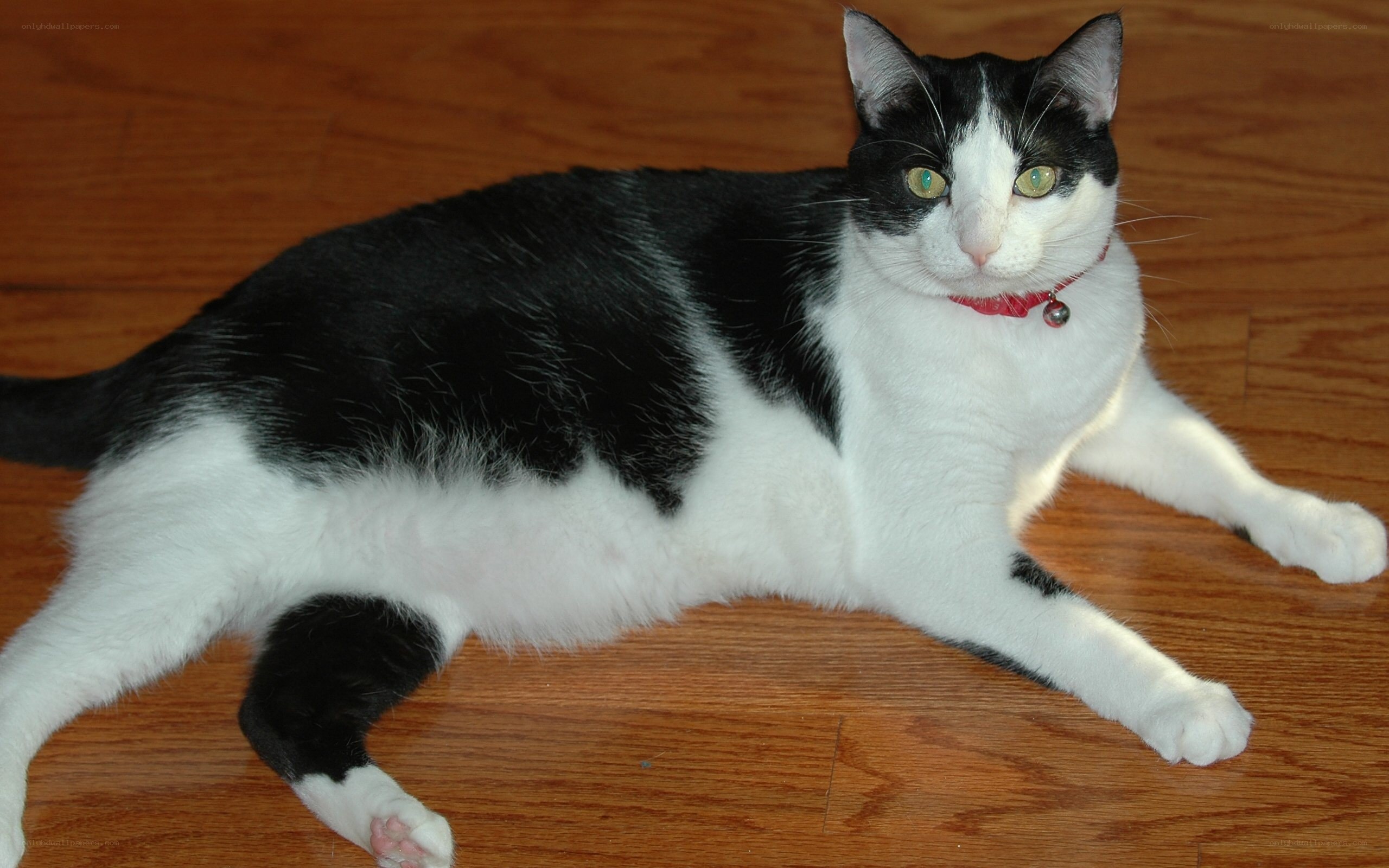black and white cat on floor