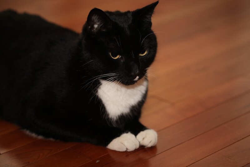black and white cat on floor