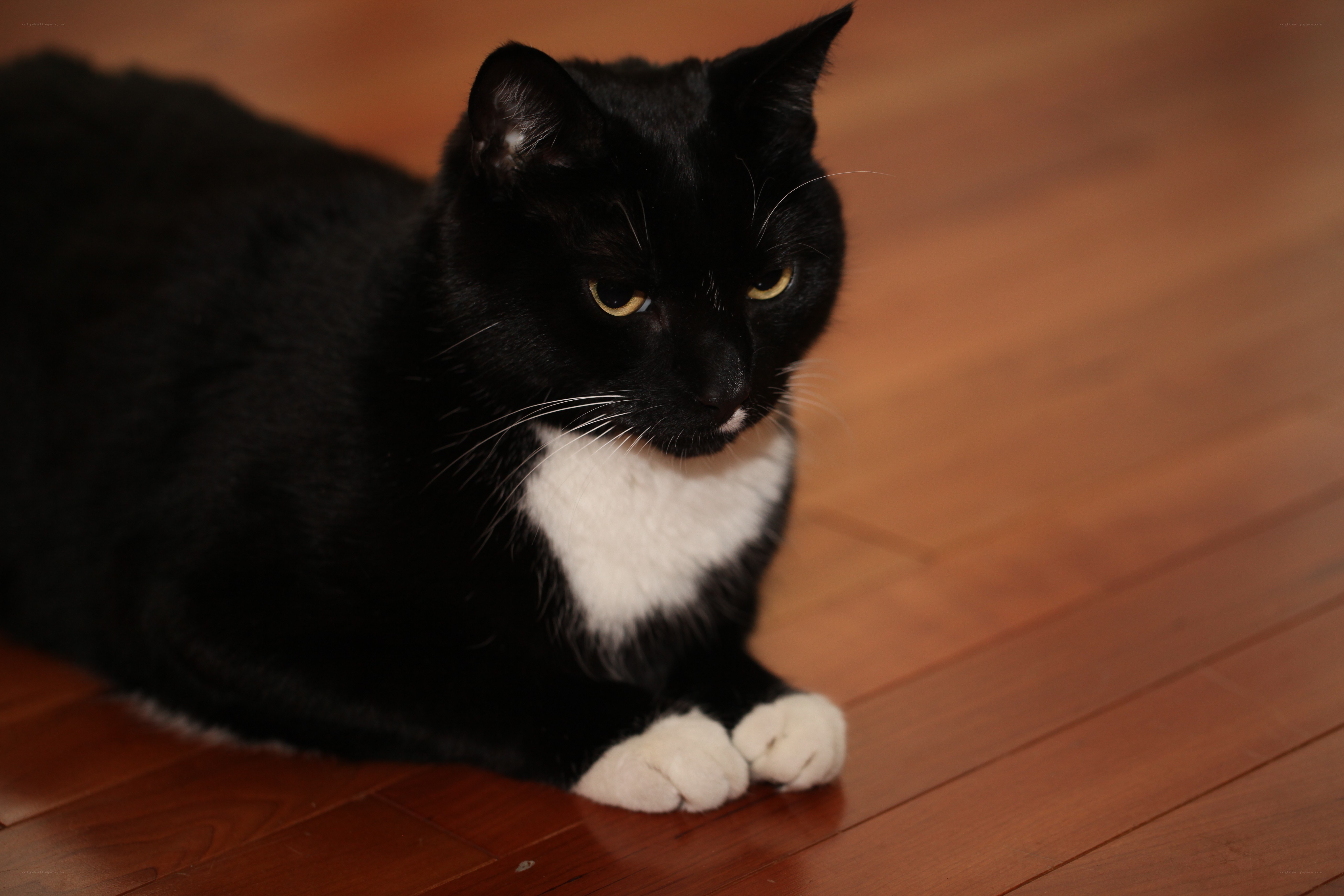 black and white cat on floor