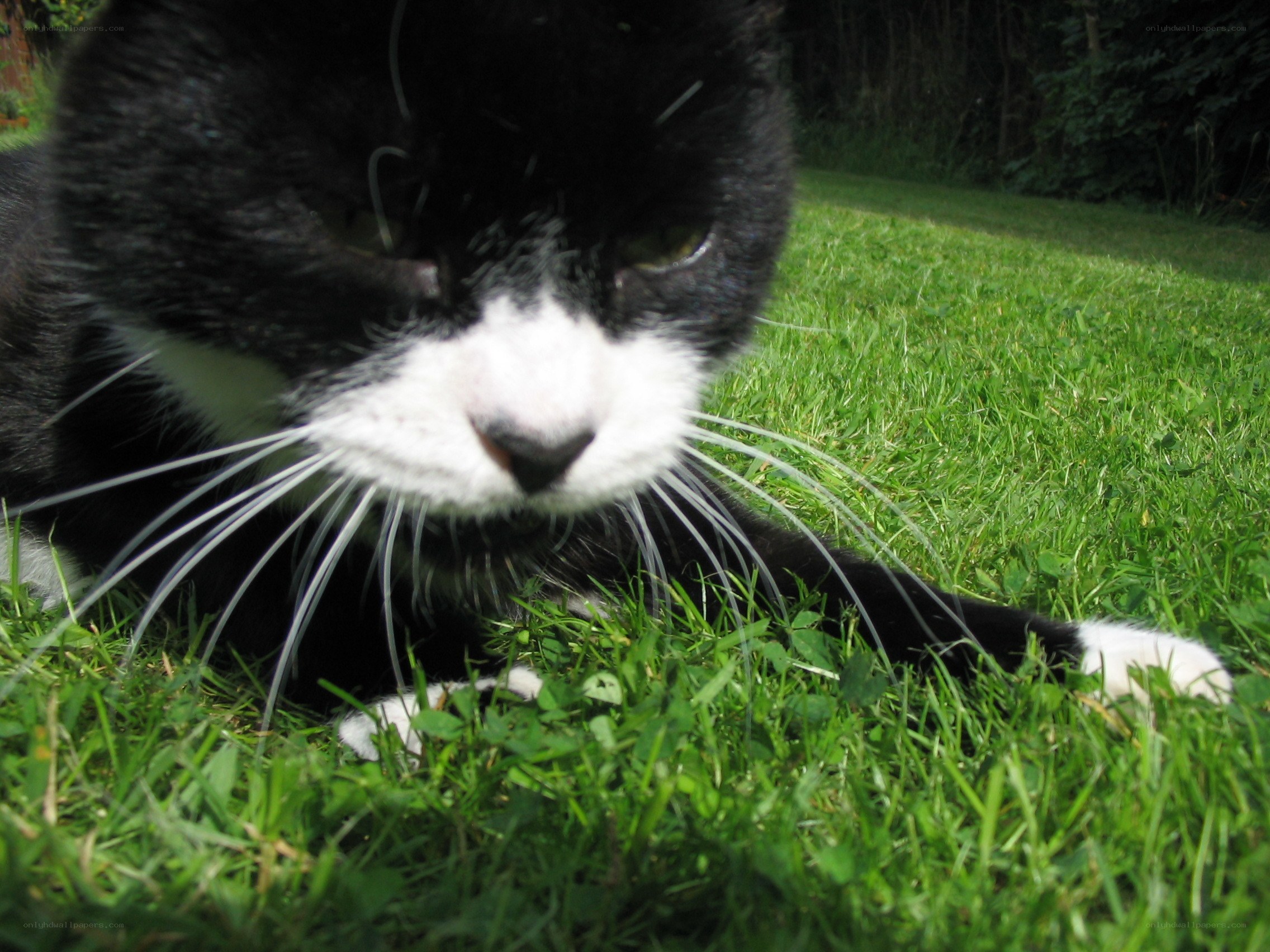 black and white cat on grass