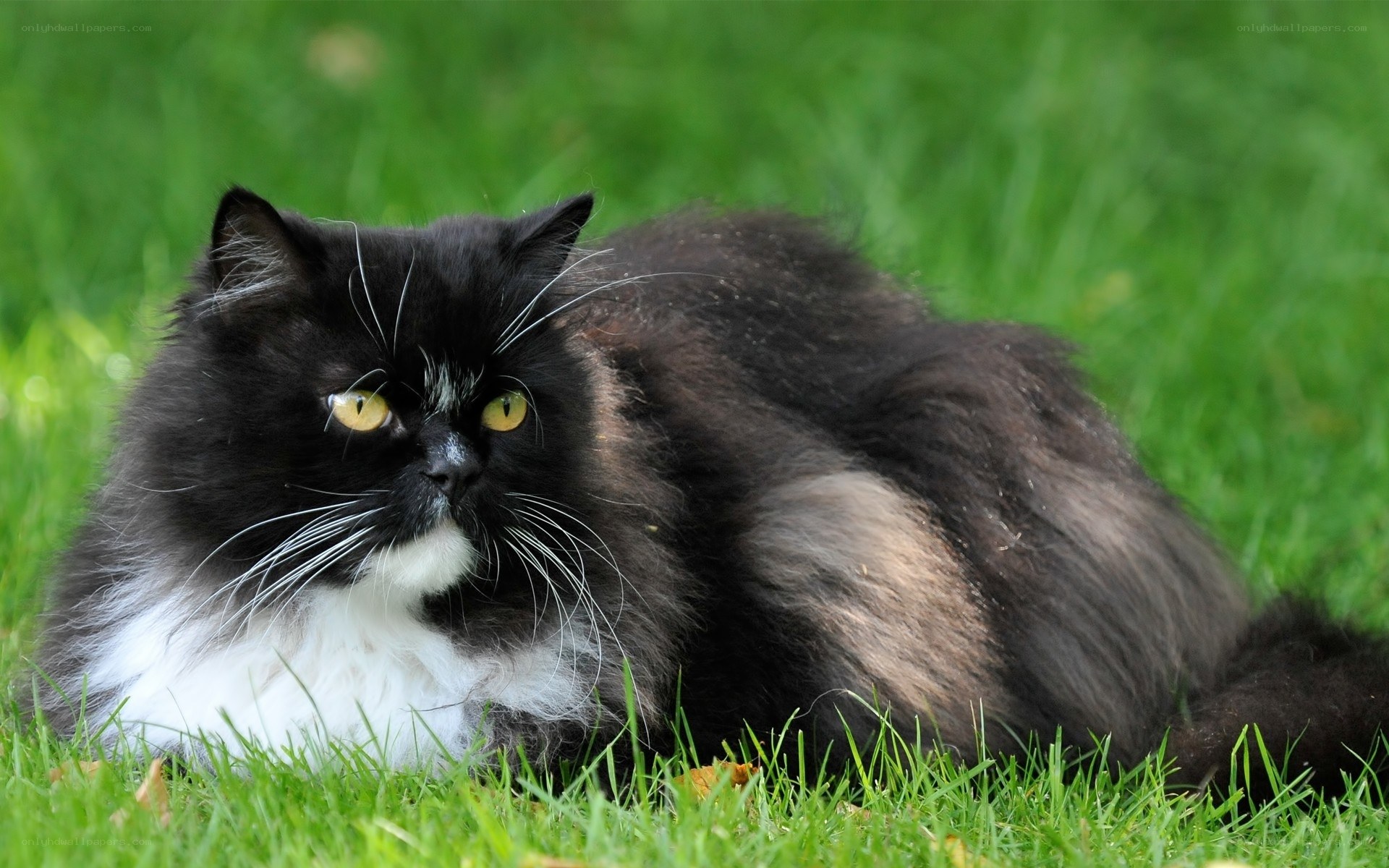 black and white cat on grass