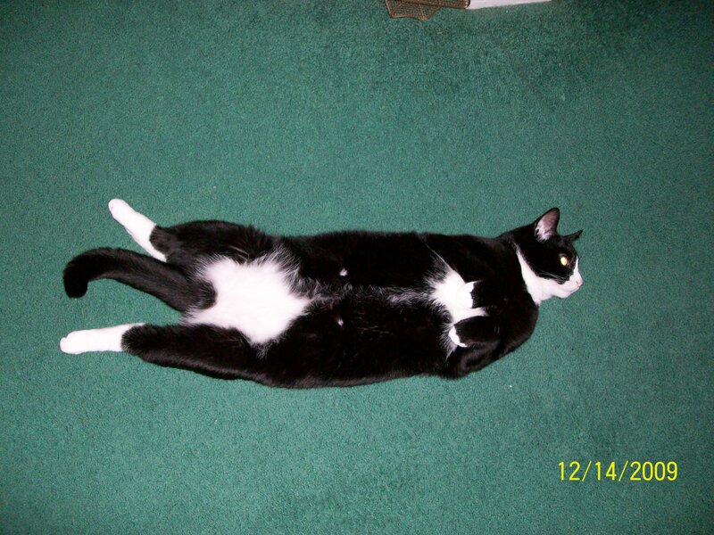 black and white cat on green carpet