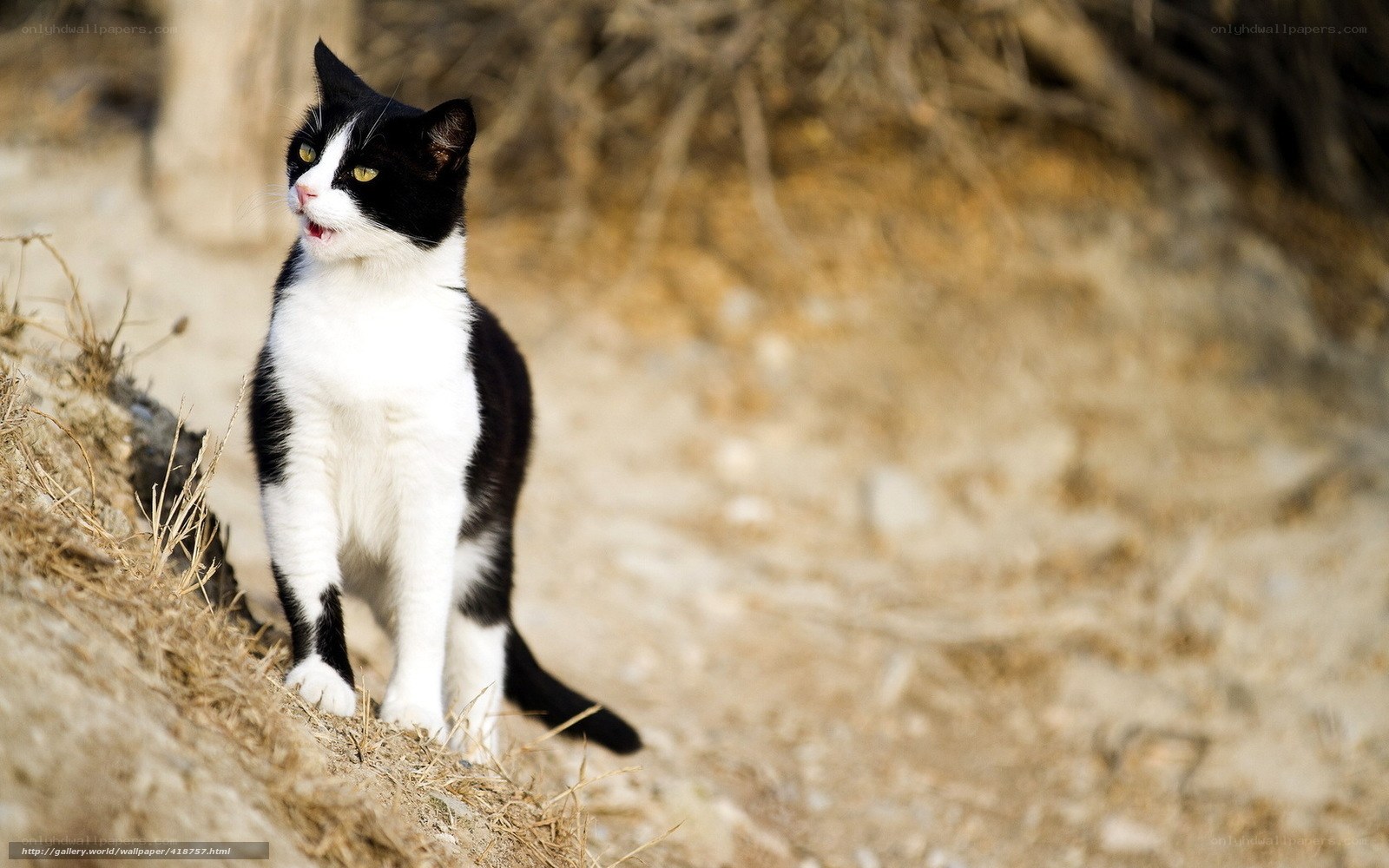 black and white cat on hillside