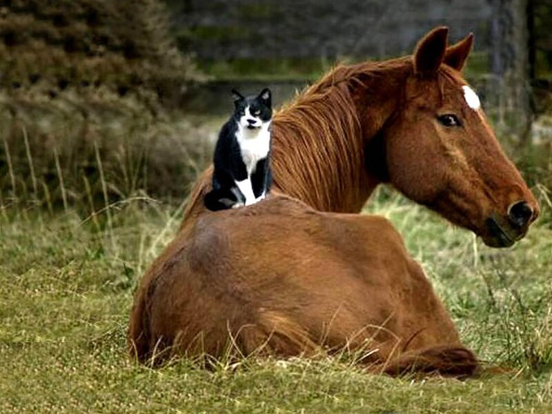 Black and White Cat on Horse