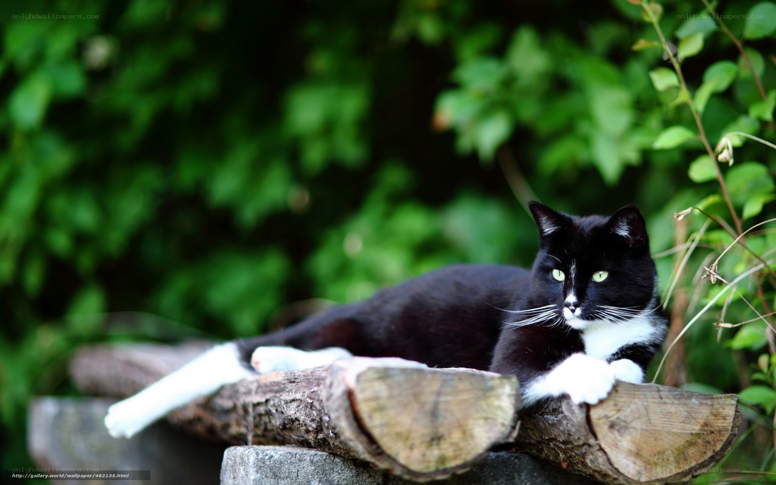 Black and white cat on logs