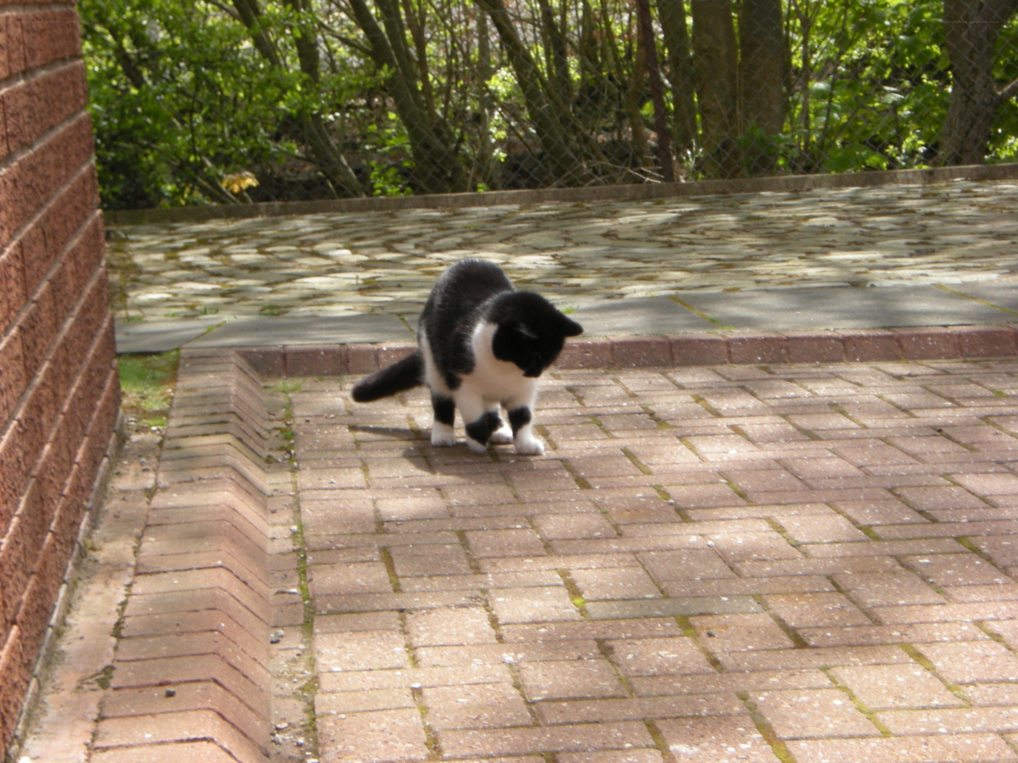 Black and white cat on patio