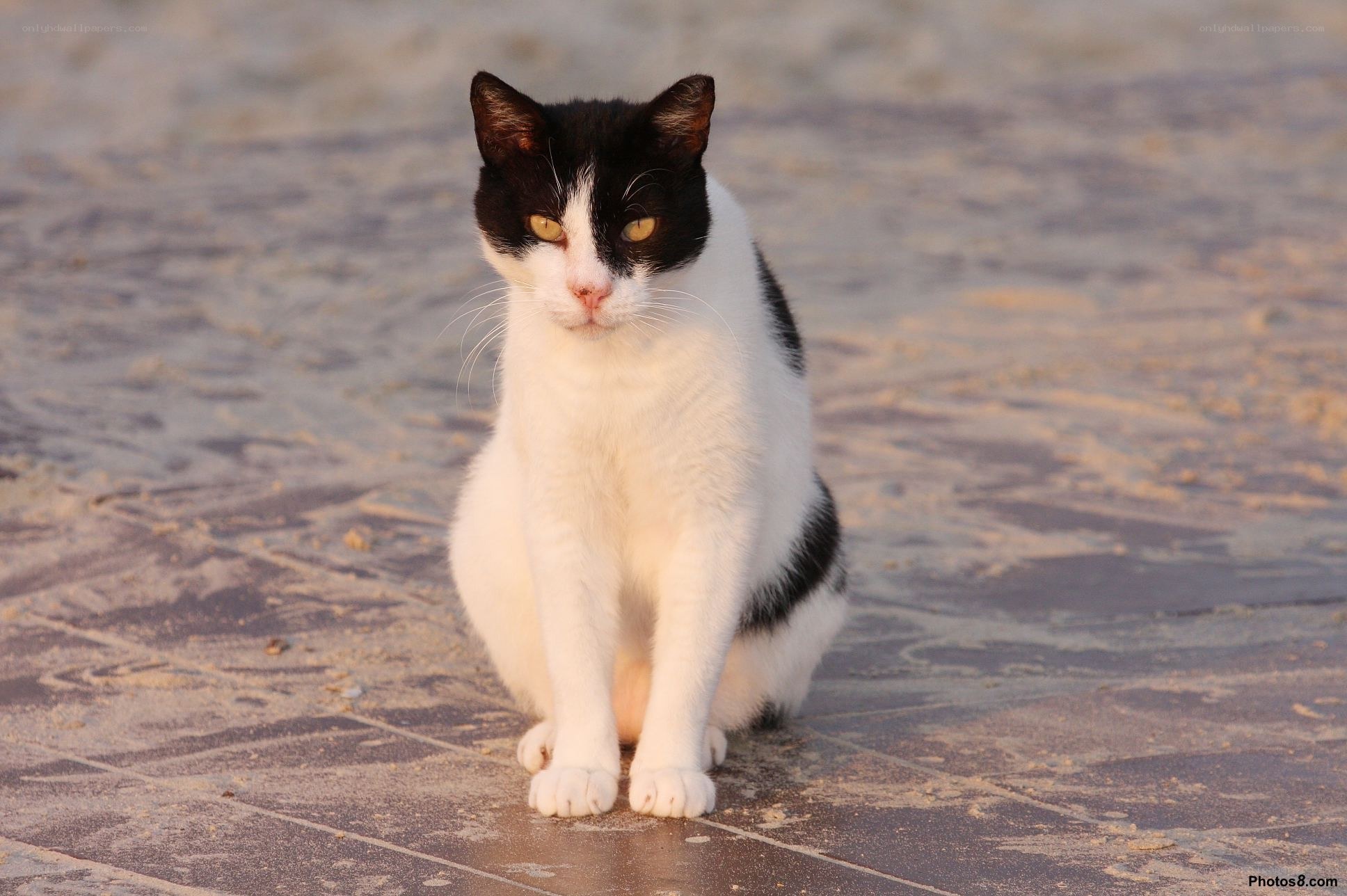 black and white cat on pavement