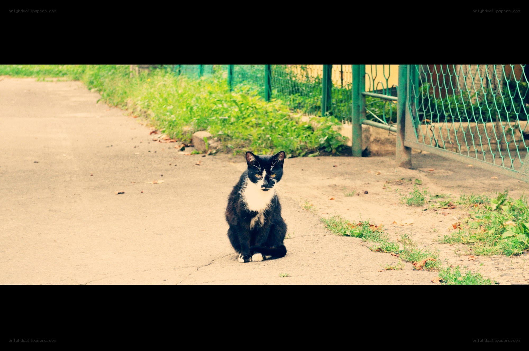 Black and white cat on pavement