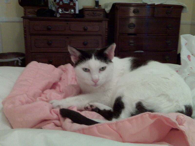black and white cat on pink blanket