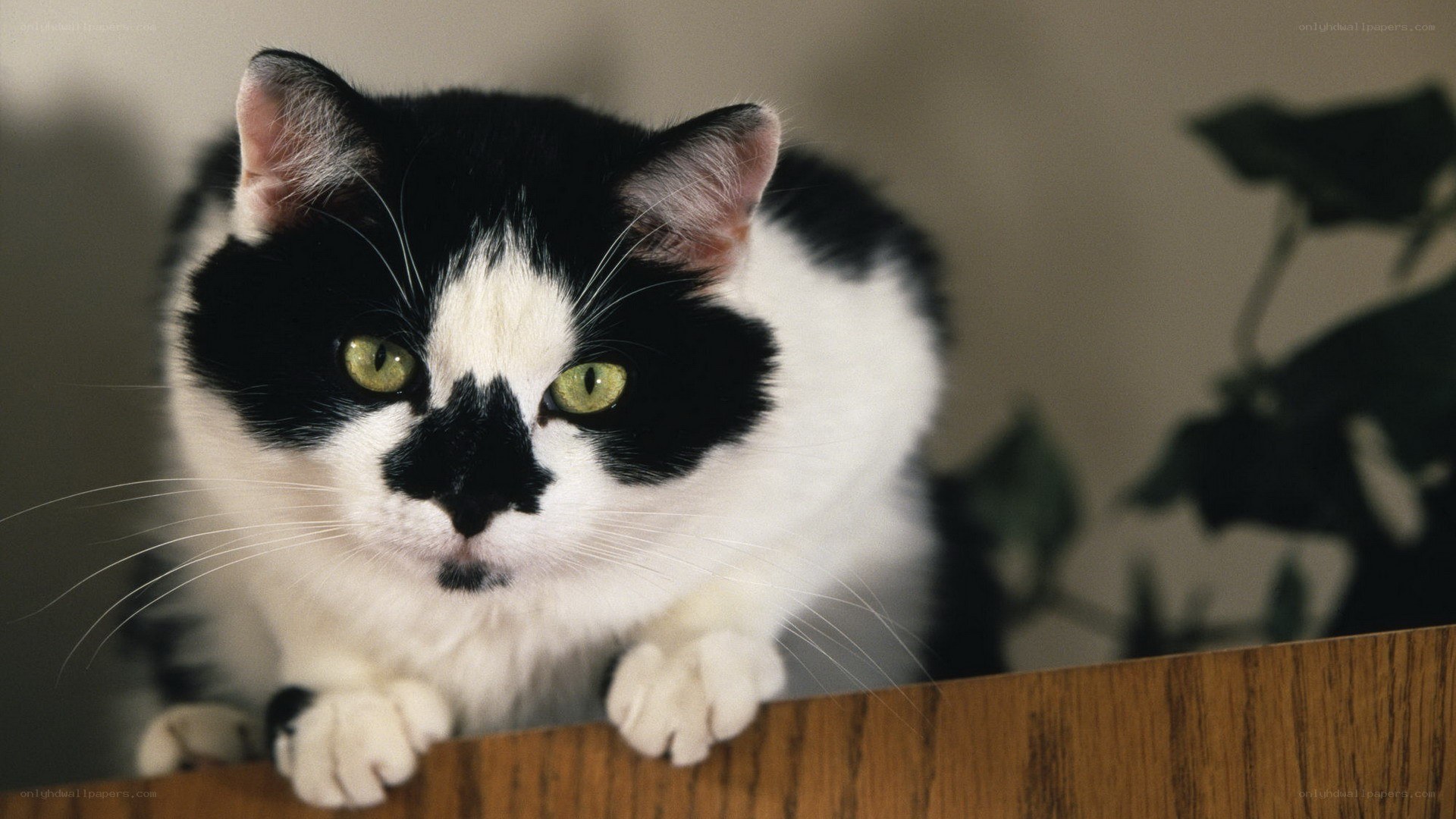 black and white cat on shelf
