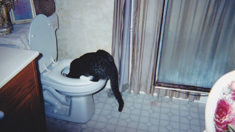 Black and White Cat on Toilet