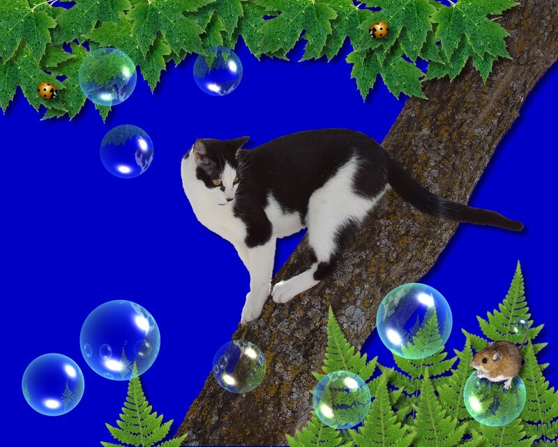 Black and White Cat on Tree