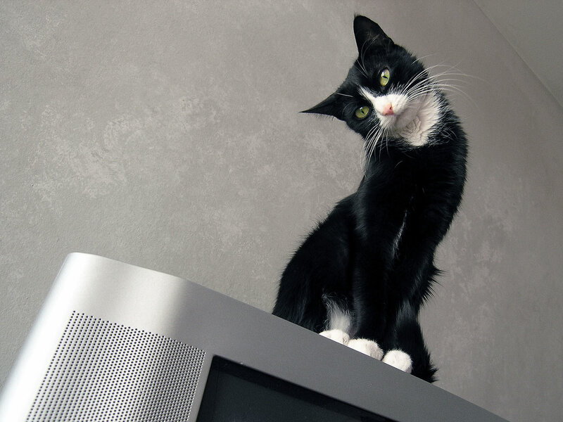 black and white cat on tv