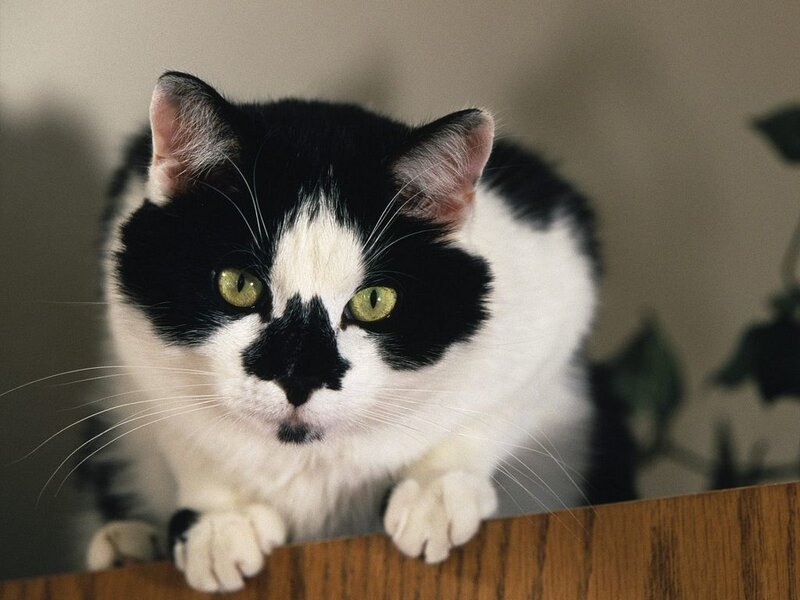 black and white cat on wooden surface