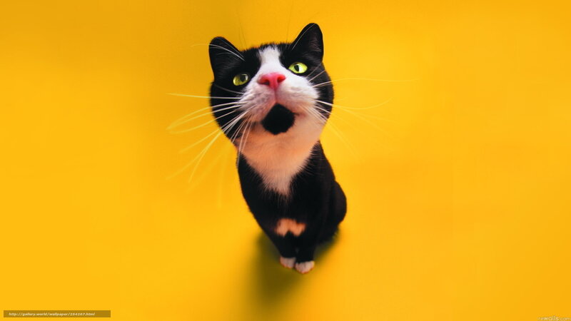 black and white cat on yellow