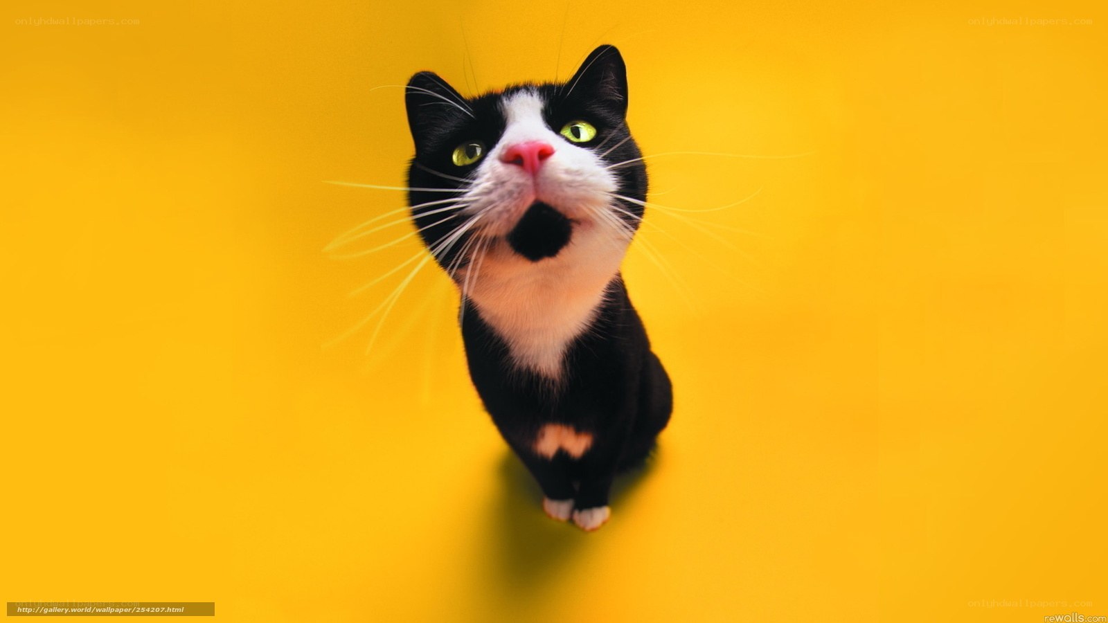 black and white cat on yellow