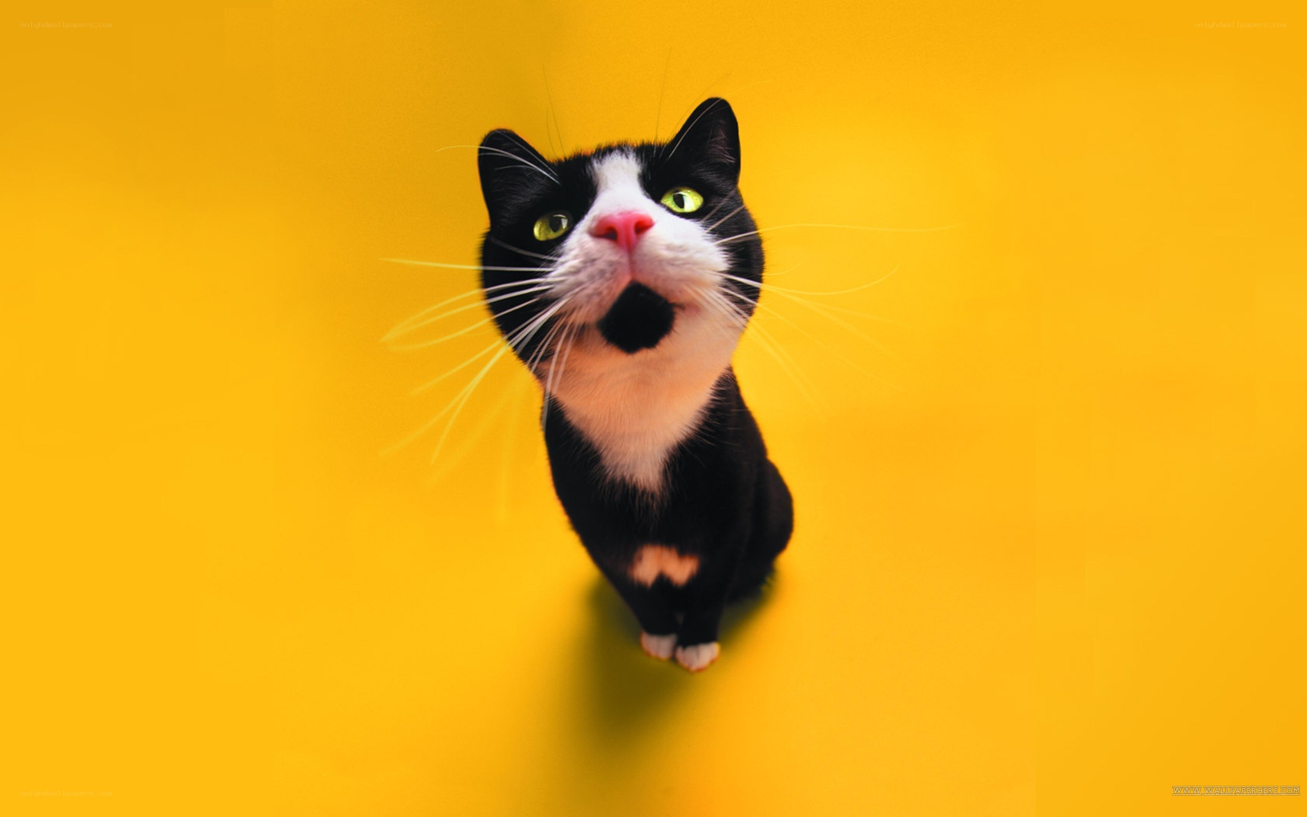 black and white cat on yellow