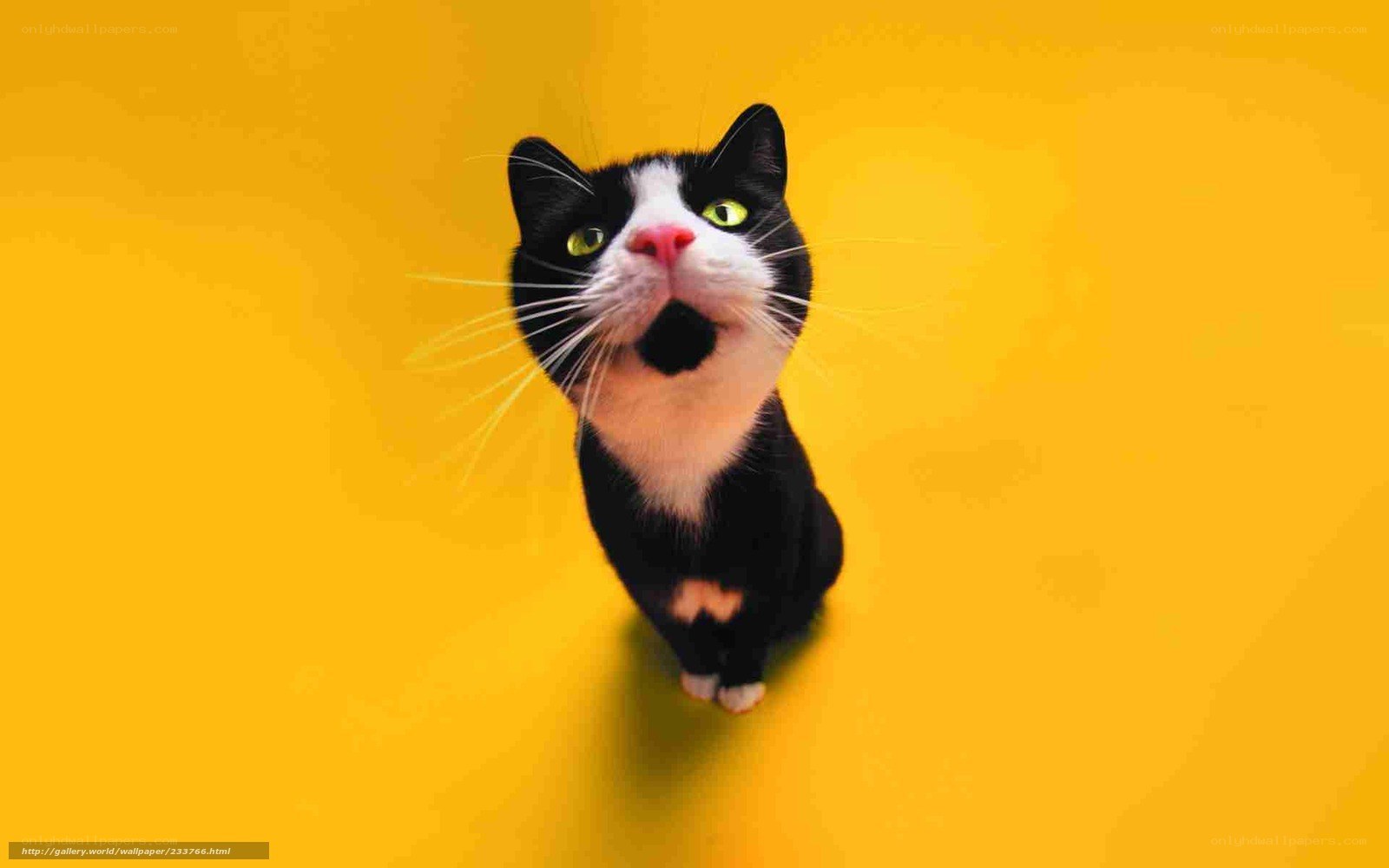 black and white cat on yellow