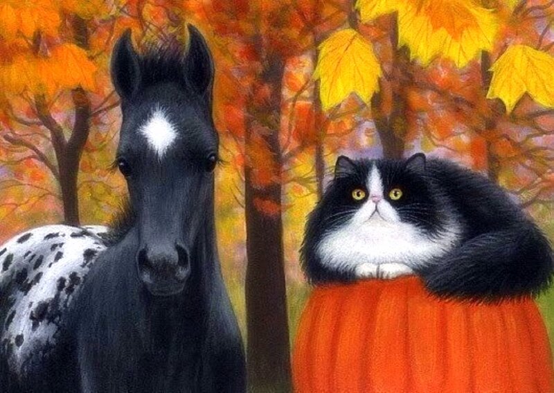 Black and White Cat — Orange, Calm, Autumn