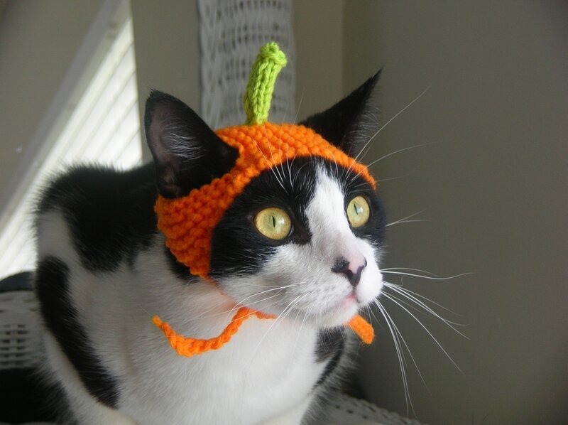 Black and White Cat — Orange, Calm, Morning