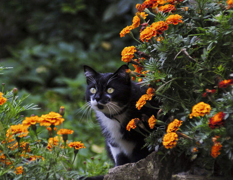 Black and White Cat — Orange, Calm