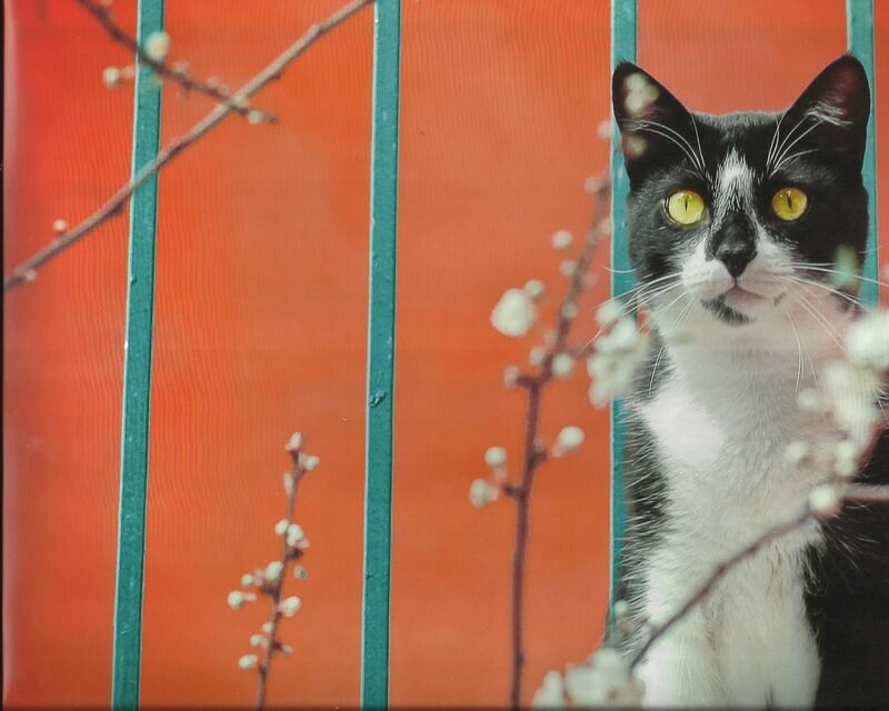 Black and White Cat — Orange, Curious