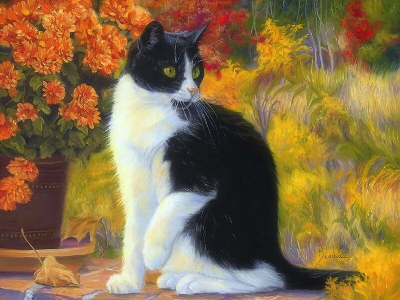Black and White Cat — Orange, Serene, Autumn