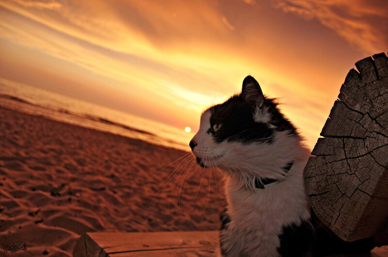Black and White Cat — Orange, Serene