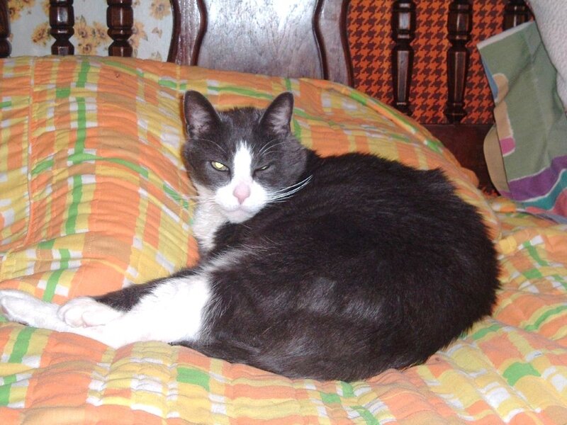 Black and White Cat — Orange