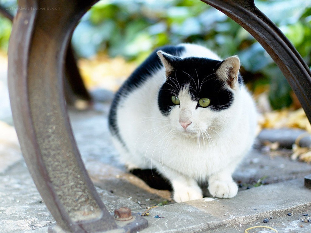 black and white cat outdoors