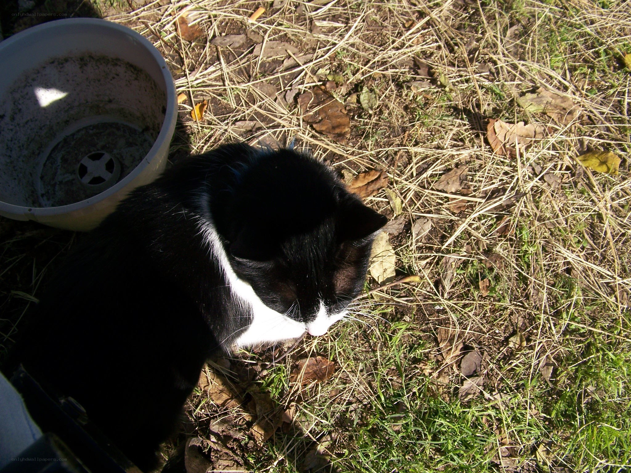black and white cat outdoors