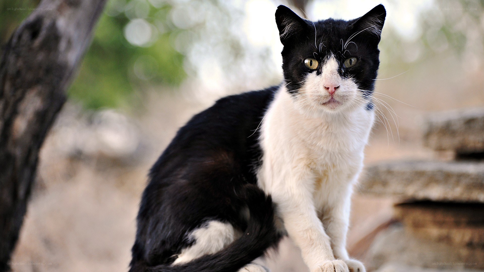 black and white cat outdoors