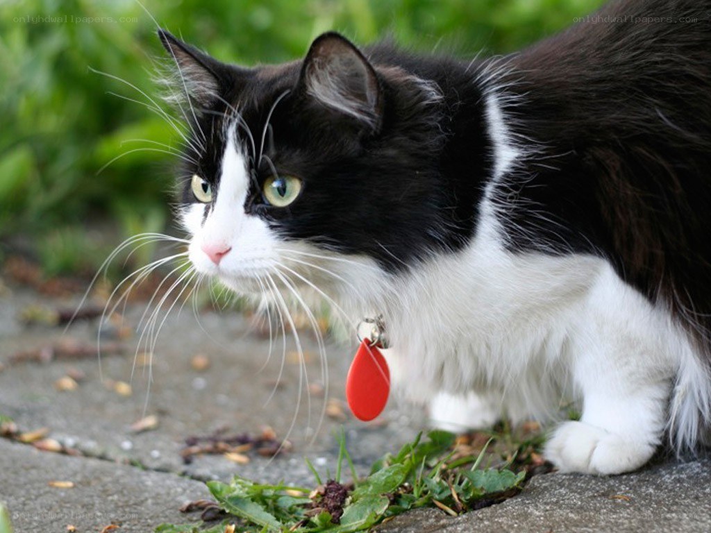 black and white cat outdoors