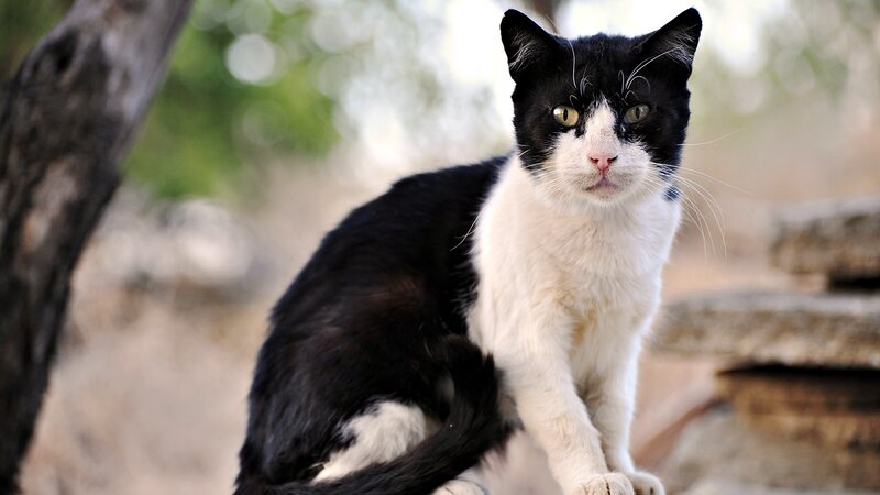 black and white cat outdoors