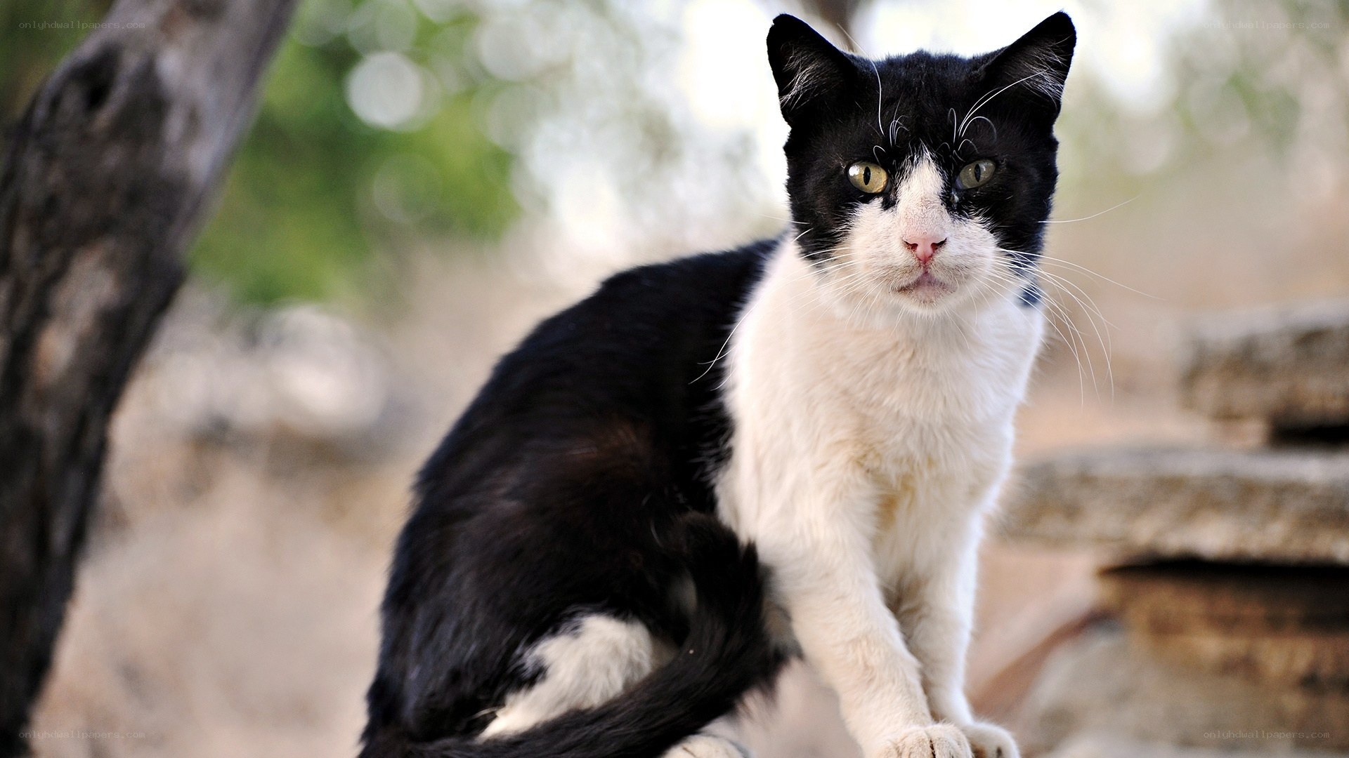 black and white cat outdoors