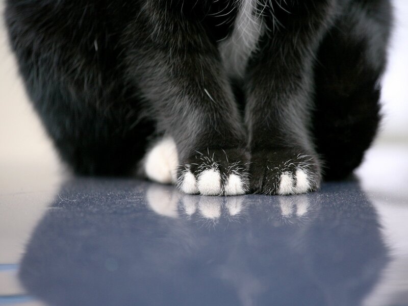 black and white cat paws